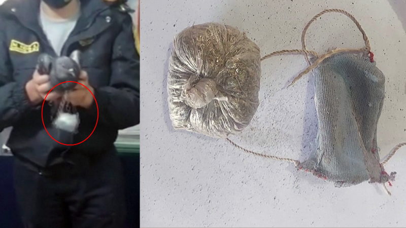 'Narco pigeon' caught outside Peruvian jail