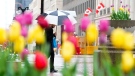 Tulips bloom as spring rain falls in downtown Ottawa on Thursday May 19, 2022. (Sean Kilpatrick/THE CANADIAN PRESS)