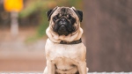 A pug is seen in this stock photo. (Steshka Willems/Pexels)