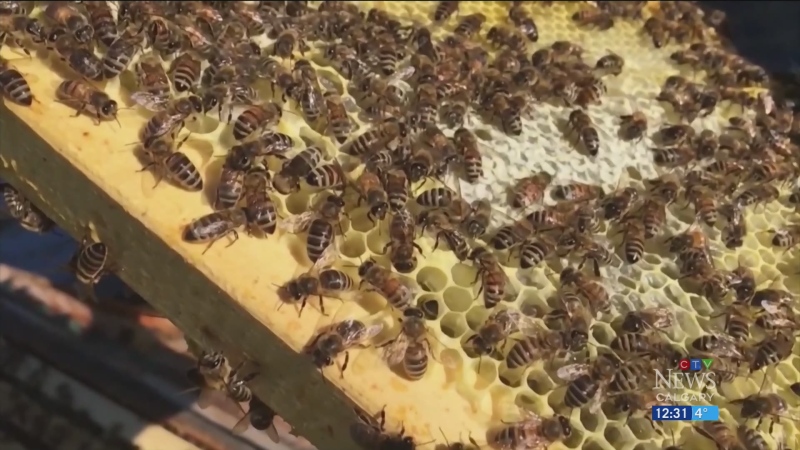 Backyard beekeeping permits available in Calgary