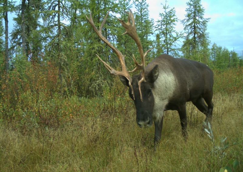 A caribou moves through the Algar region of northeastern Alberta in September 2017 in a handout photo. (THE CANADIAN PRESS/HO-University of British Columbia-Cole Burton)