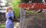 Megan Lawrence from Salthaven West cares for a bird being treated at the facility. (Stefanie Davis/CTV News) 