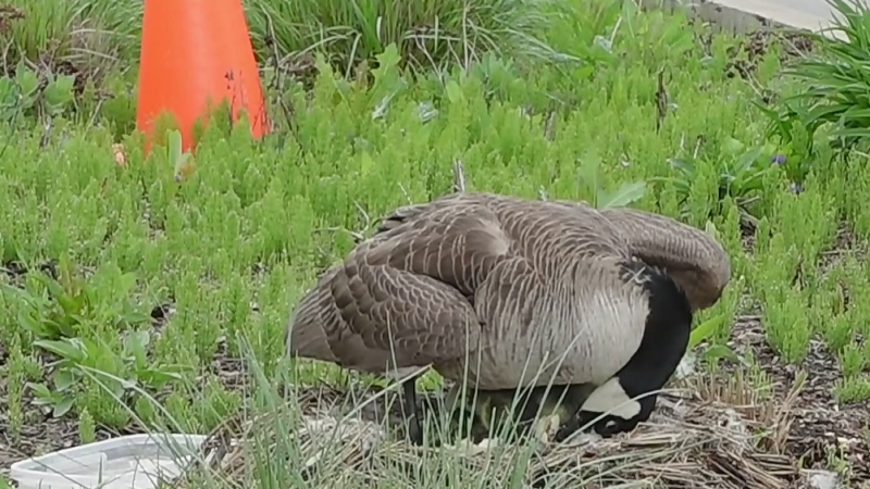 Canada goose builds nest on Fanshawe Park Road