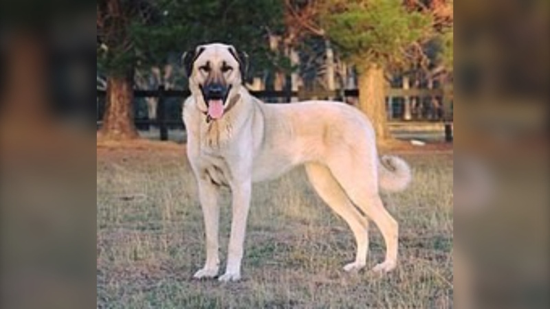 The injured animals were both Kangal Shepherds, like the dog pictured here, Strathmore RCMP said. (Supplied/RCMP)