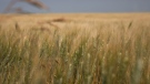 Durum wheat is shown in a field on a farm near Gray, Sask., on July 29, 2021. (Kayle Neis / THE CANADIAN PRESS)