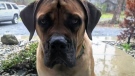 B.C. vet warns of rare flesh-eating disease in dog