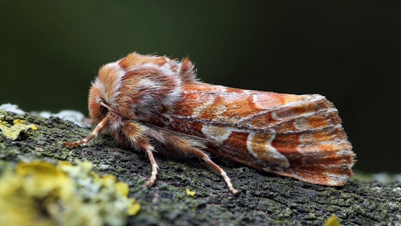A photo of the pine beauty moth. (Patrick Clement / Flickr.com)