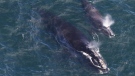 In this Thursday, April 11, 2019, photo provided by the Center for Coastal Studies, a baby right whale swims with its mother in Cape Cod Bay off Massachusetts. THE CANADIAN PRESS/AP-Amy James/Center for Coastal Studies/NOAA permit 19315-1 via AP
