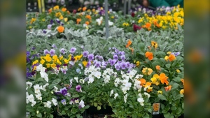 Flowers are seen at St-Leon Gardens. May 19, 2022. (Source: Scott Andersson/CTV News) 
