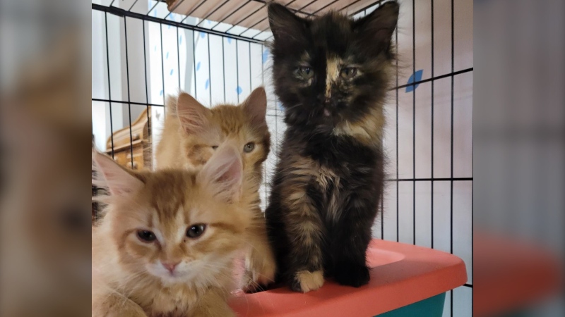 Cats will be up for adoption after arriving at the Barrie shelter from Northern communities. (Ontario SPCA)