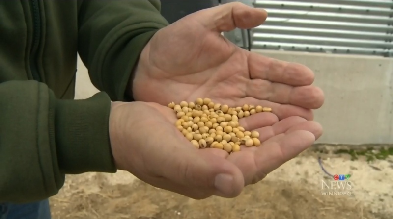 A farmer in the RM of St. Andrews, Manitoba, holds soybeans in April 2019. (Source: CTV News Winnipeg)
