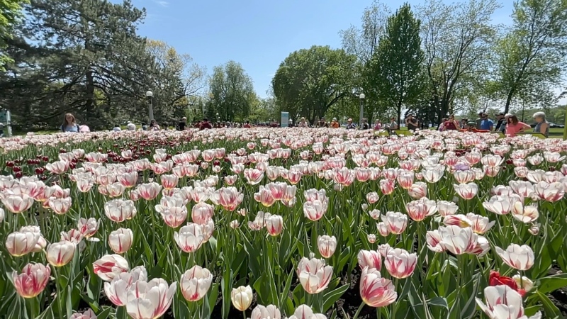 Tulips at Dows Lake during the final weekend of the Canadian Tulip Festival. (Dave Charbonneau/CTV News Ottawa)