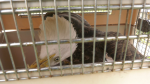 An Alberta bald eagle displays avian flu symptoms (CTV News Edmonton).