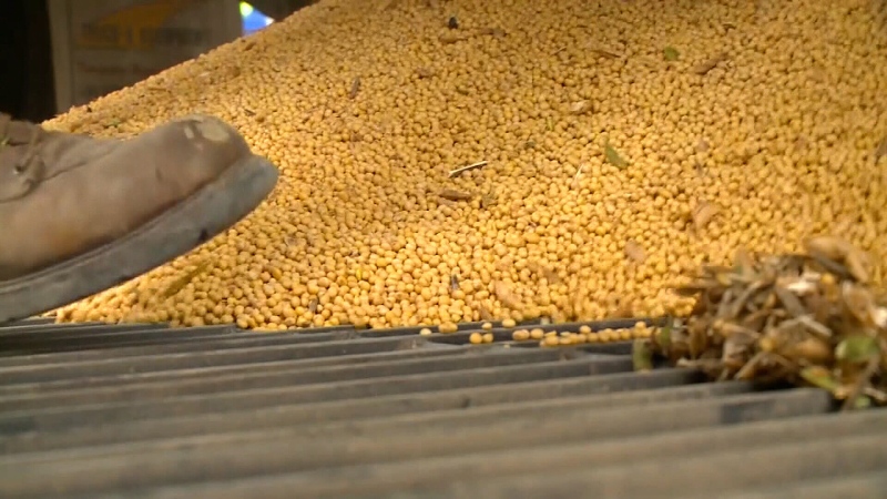 Change in soybean seeding deadline welcome news