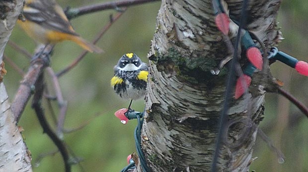 Yellow-rumped warbler. Photo by Renee Levesque. 