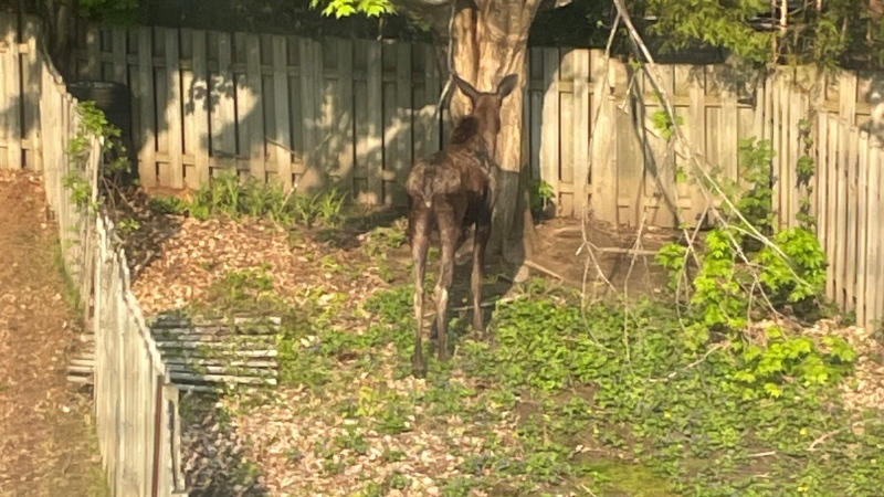 A moose in the back yard of a Rockland, Ont. home. May 21, 2022. (Cassie Aylward/CTV Morning Live)