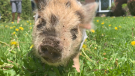 Beastie Boy the pig helps clear insects, roots and weeds from garden plots. His services are available through Sebastian Coburn, a nine-year-old boy who lives near Chelsea, Que. (Jackie Perez/CTV News Ottawa)