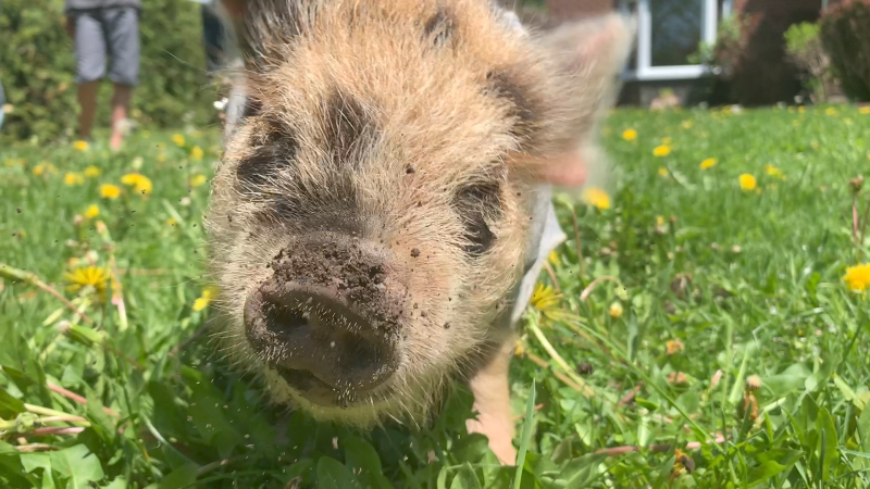 Beastie Boy the pig helps clear insects, roots and weeds from garden plots. His services are available through Sebastian Coburn, a nine-year-old boy who lives near Chelsea, Que. (Jackie Perez/CTV News Ottawa)