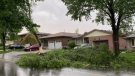 A heavy storm forces down a tree in front of home in Kitchener. (Tania Machado)
