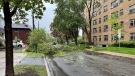 A tree down across Argyle Avenue in Ottawa amid a severe thunderstorm. May 21, 2022. (Josh Pringle/CTV News Ottawa)