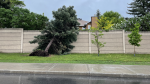 A downed tree on Terry Fox Drive in Ottawa following a severe thunderstorm. May 21, 2022. (Annette Goerner/CTV Morning Live)