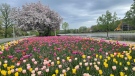 The tulips are in bloom along the Rideau Canal. (Josh Pringle/CTV News Ottawa)