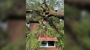 A tree fell on the home of TSN 1200's Steve Lloyd during Saturday's storm. (Steve Lloyd/Twitter)