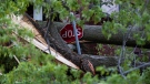 A stop sign is damaged after a tree fell on it during a major storm in Ottawa on Saturday, May 21, 2022. THE CANADIAN PRESS/Justin Tang