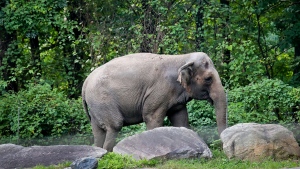 New York's highest court is set to determine whether Happy, a 47-year-old Asian elephant living at the Bronx Zoo, is being unlawfully imprisoned. (Bebeto Matthews/AP/FILE/CNN)