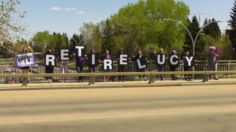 Protesters are calling for Lucy the elephant to be moved to an elephant sanctuary. Saturday May 21, 2022 (CTV News Edmonton)
