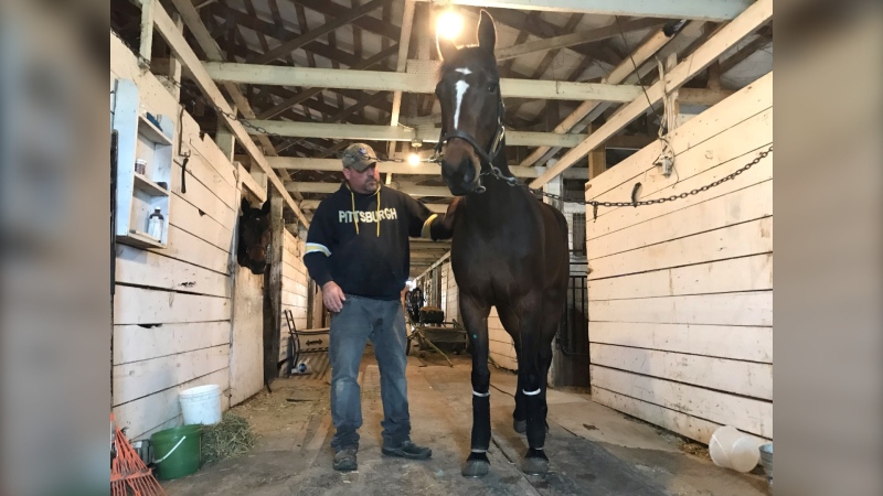 Owner Darell Vleeming brushes his race horse, Howmac Sabrina, in preparation for the first race of the season at Dresden Raceway. (Michelle Maluske/CTV News Windsor)