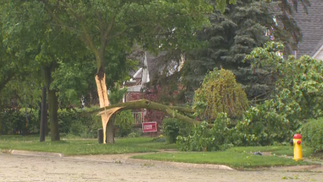 Storm knocks over tree in Kitchener 