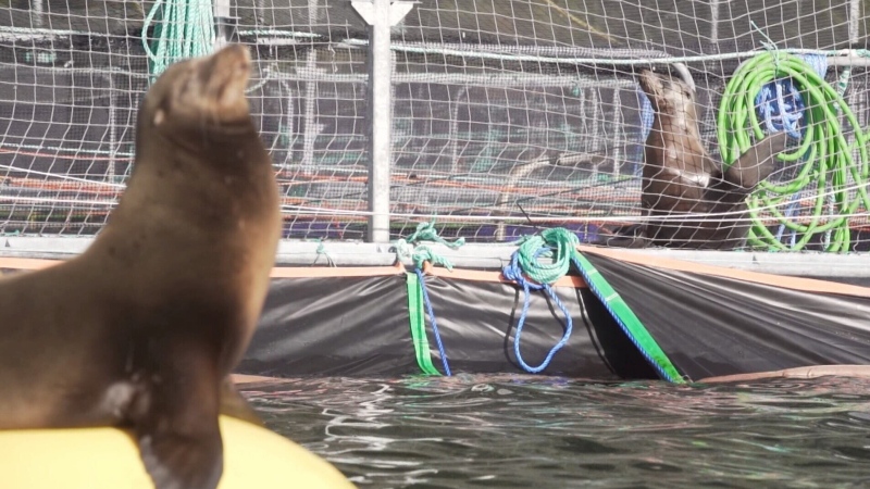 Sea lions break into B.C. fish farms