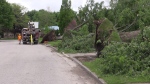 Five massive trees at consecutive houses on Mark St. near Huron St. in London, Ont. were uprooted during Saturday’s Derecho pictured on Sunday, May 22, 2022. (Brent Lale/CTV News London) 
