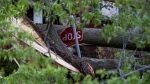 A stop sign is damaged after a tree fell on it during a major storm in Ottawa on Saturday, May 21, 2022. (Justin Tang/THE CANADIAN PRESS)
