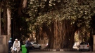 People walk under a 150 year-old banyan tree near the Cairo tower in Cairo, Egypt, Thursday, Feb. 17, 2022. (AP Photo/Amr Nabil)