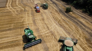 Farmers harvest with their combines in a wheat field near the village of Tbilisskaya, Russia on July 21, 2021. (AP Photo/Vitaly Timkiv, File)