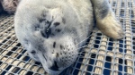 This photo from the Marine Mammal Rescue Centre shows a seal pup rescued from a B.C. beach that has been named 'Timbit.' 