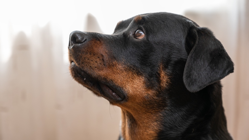 A Rottweiler is seen in this undated image. (Shutterstock)
