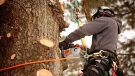 An arborist is pictured cutting branches with chainsaw in this file photo. (iStock)