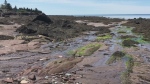 N.B. family rescued from rising tides