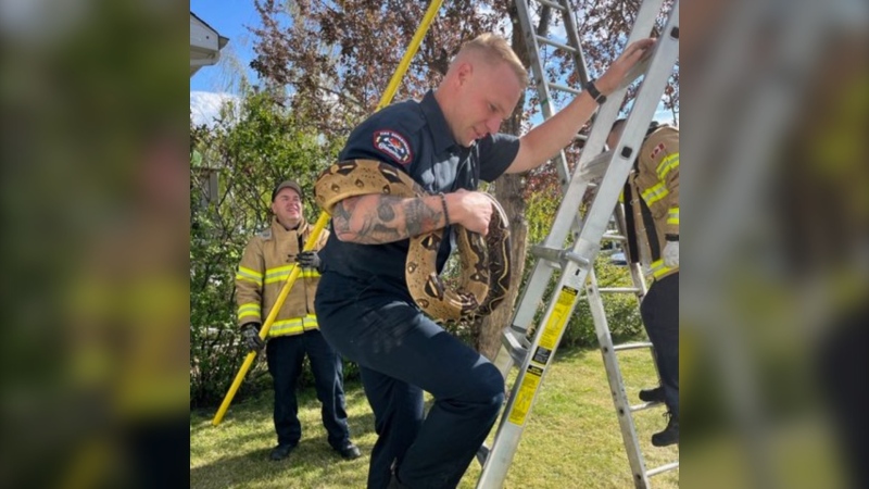 A crew member from Edmonton Fire Station 26 rescuing Whiskey the snake from a tree. (Source: Edmonton Fire Rescue Services)