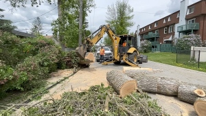 Carleton Place Public Works crew clearing fallen trees. (Dave Charbonneau/CTV News Ottawa)