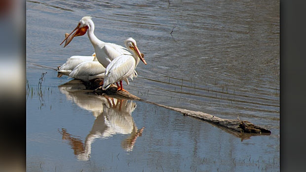 Pelicans were hanging out on the flooded banks of the Red River. Photo by Mark Whatman.  