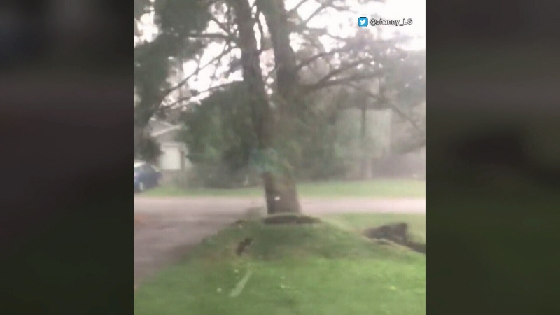 Tree ripped from ground in Ottawa storm