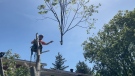 Certified arborist Ian Lawford cutting down an uprooted tree. (Dave Charbonneau/CTV News Ottawa)