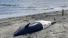 The body of a Dall's porpoise was discovered on a beach in Colwood, B.C., on Wednesday, May 25, 2022. (CTV News)