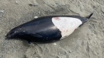 The body of a Dall's porpoise was discovered on a beach in Colwood, B.C., on Wednesday, May 25, 2022. (CTV News)