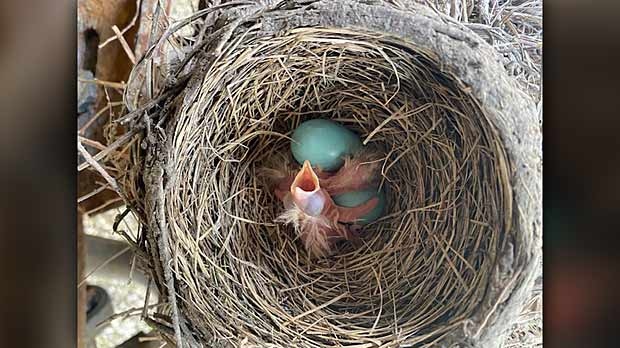 Baby robins. Photo by Perry & Laurie Hunstad.