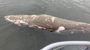 Researchers at the GREMM received this image of a dead minke whale Thursday morning in the St. Lawrence River about 45 kilometres northeast of Montreal. (Image source: Ronald Gosselin)